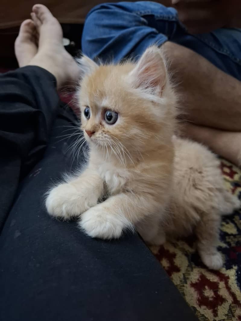 persian kittens 14
