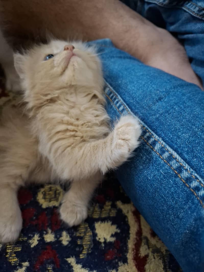 persian kittens 15