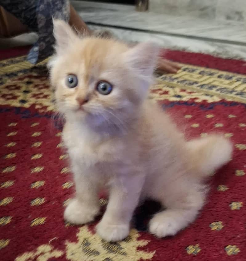 persian kittens 16