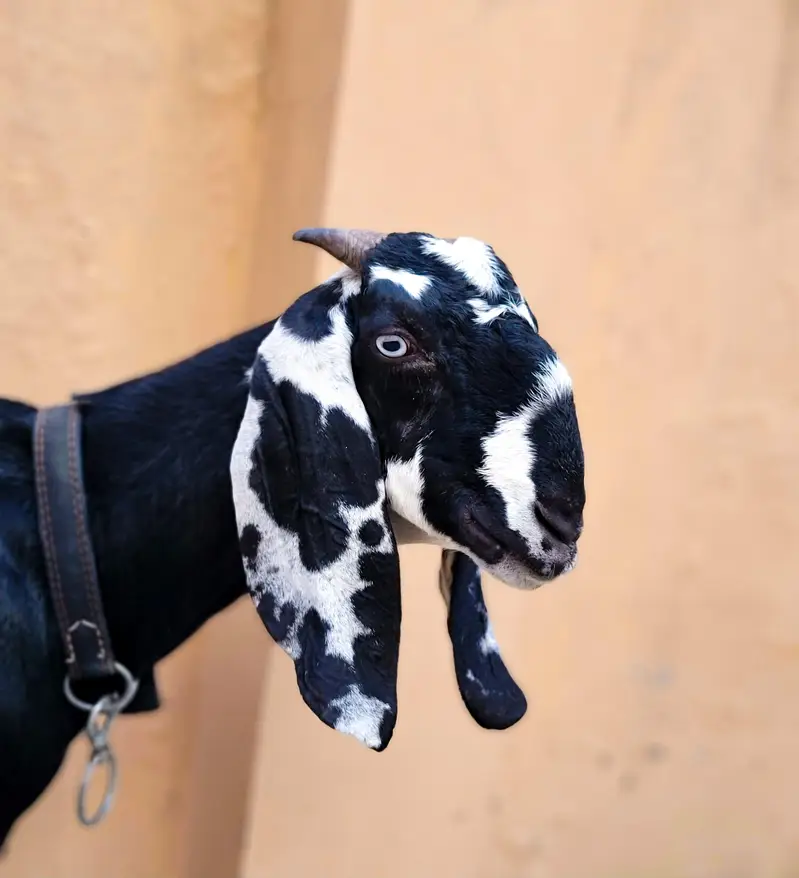 Beautiful Desi gaban baki for sale 8 dant