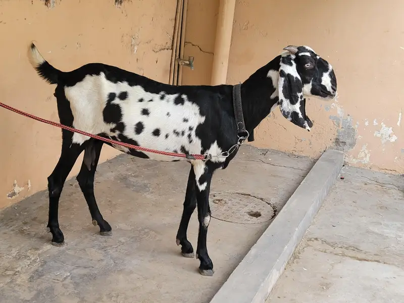 Beautiful Desi gaban baki for sale 8 dant — photo 2