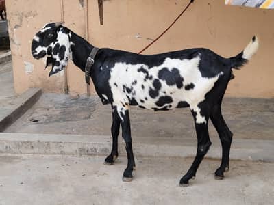 Beautiful Amratsari Desi gaban baki for sale 8 dant