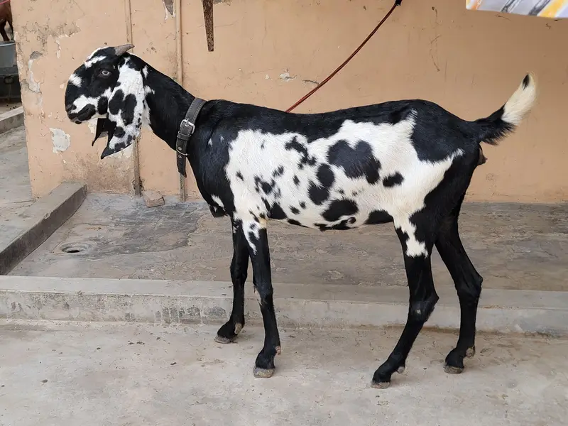 Beautiful Desi gaban baki for sale 8 dant — photo 3