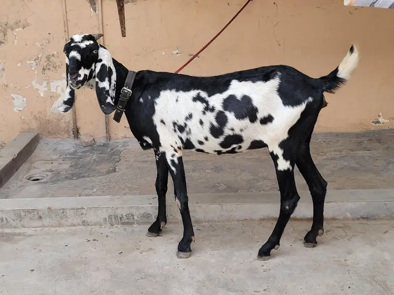 Beautiful Desi gaban baki for sale 8 dant — photo 4