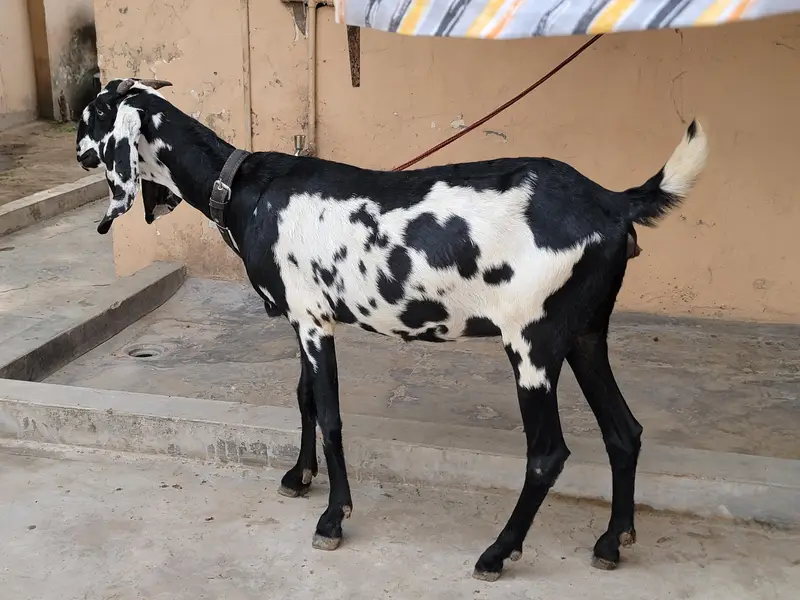 Beautiful Desi gaban baki for sale 8 dant — photo 5