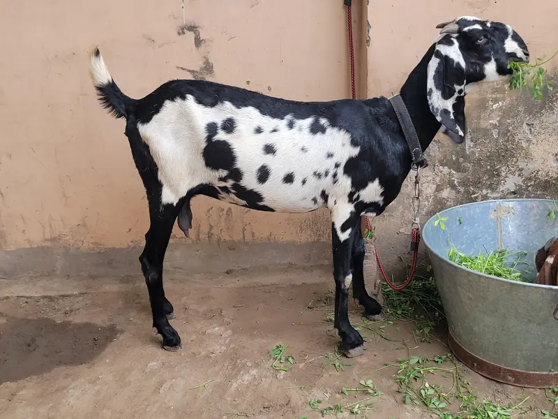 Beautiful Desi gaban baki for sale 8 dant — photo 6