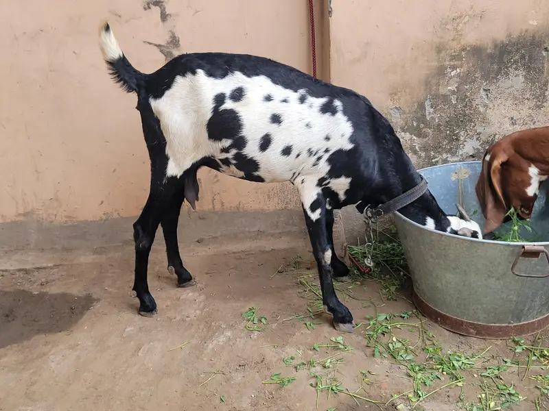 Beautiful Desi gaban baki for sale 8 dant — photo 7