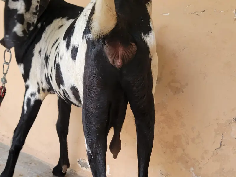 Beautiful Desi gaban baki for sale 8 dant — photo 8