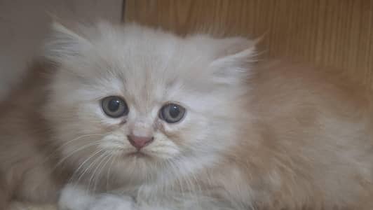 triple coated persian fluffy chubby kitten