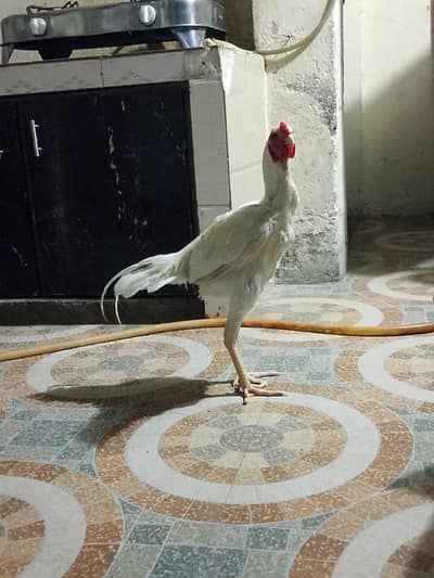 ghr ka pala howa ha fit ha argant sale ha paso ki zarort ha