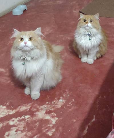 Persian kittens whatp///0322 ///0396547///