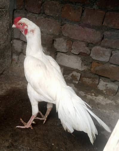 Heera pair