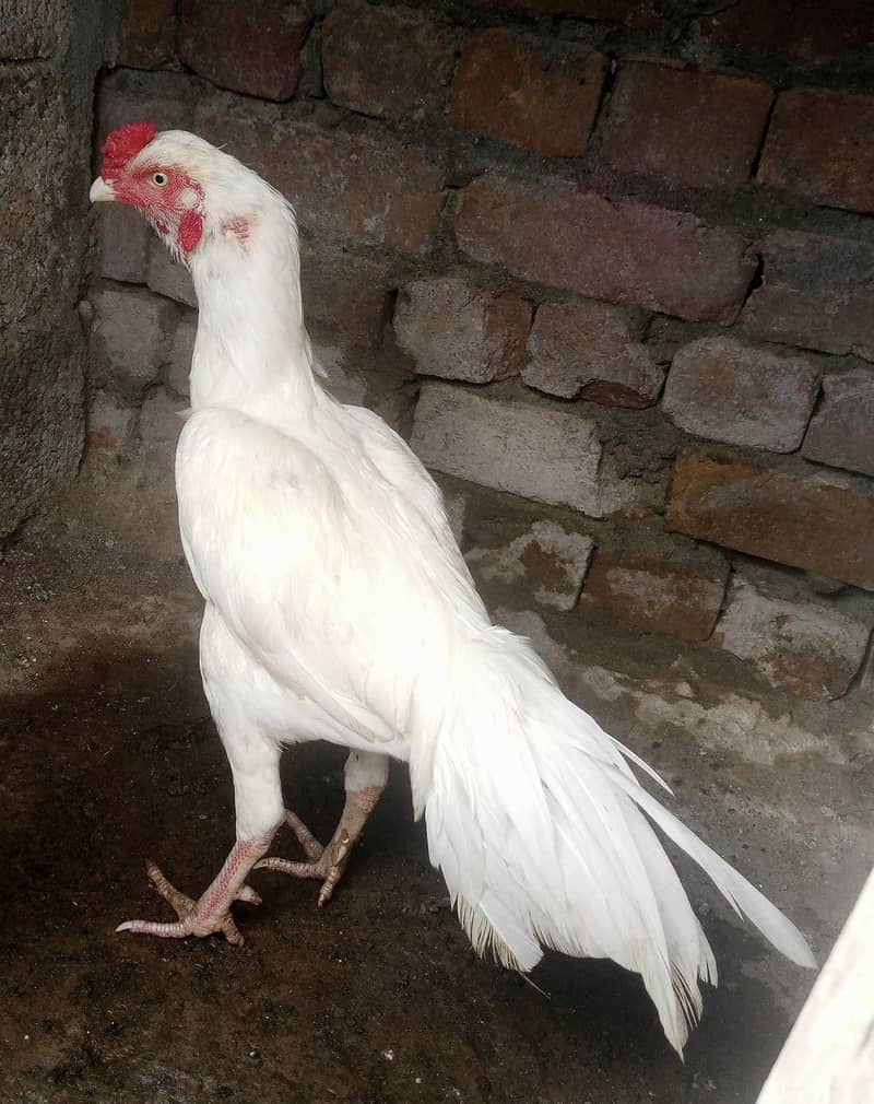 Heera pair 0