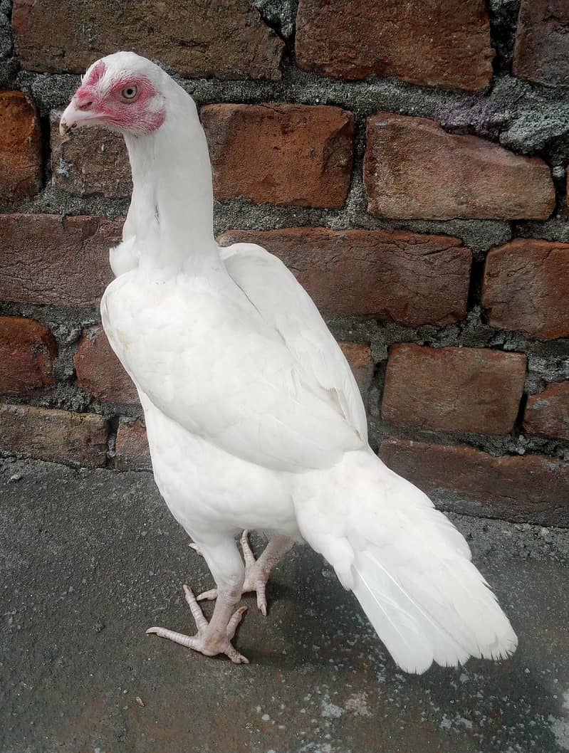 Heera pair 1