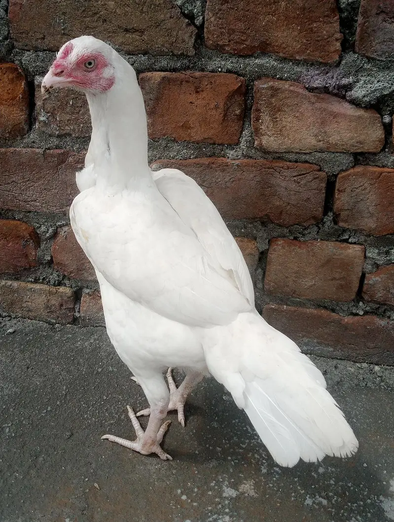 Heera pair — photo 2