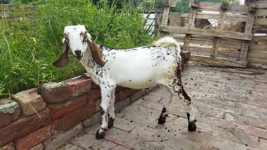 Desi teddy bakra