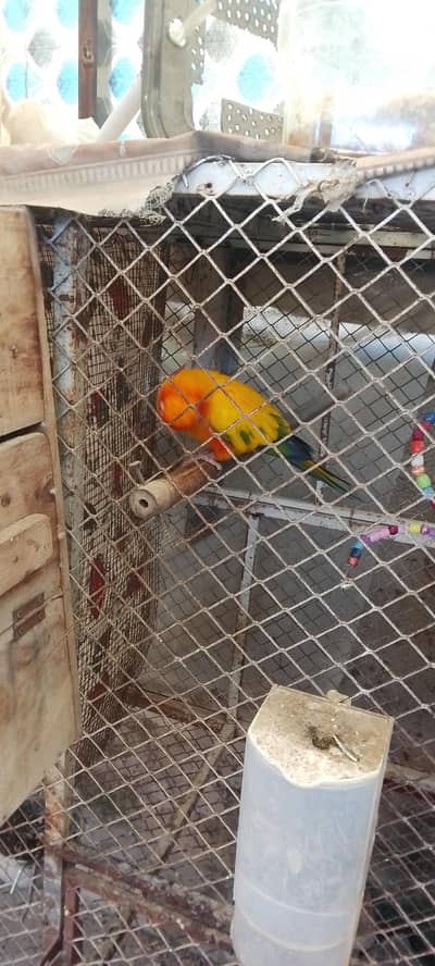 sunconure Male urgent sale female died