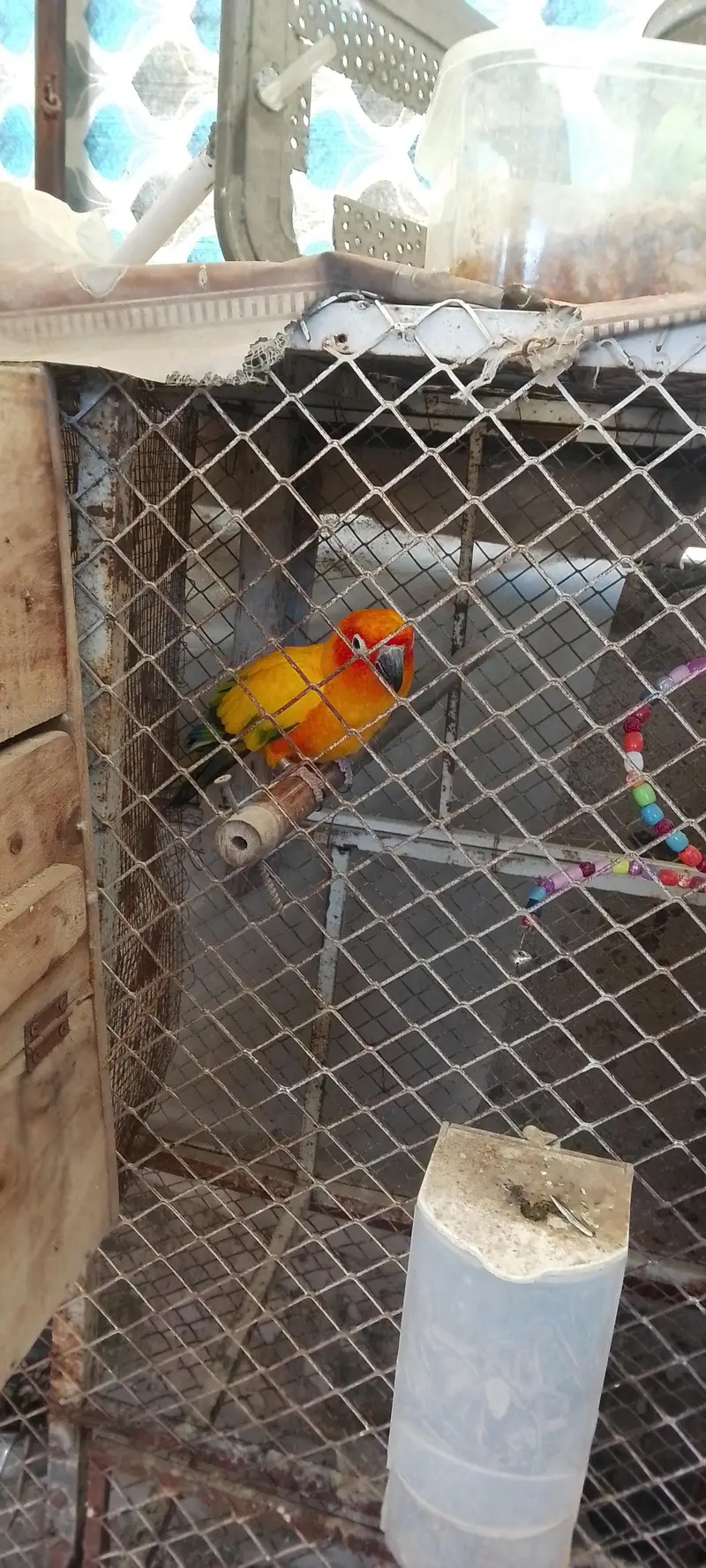 sunconure Male urgent sale female died — photo 2