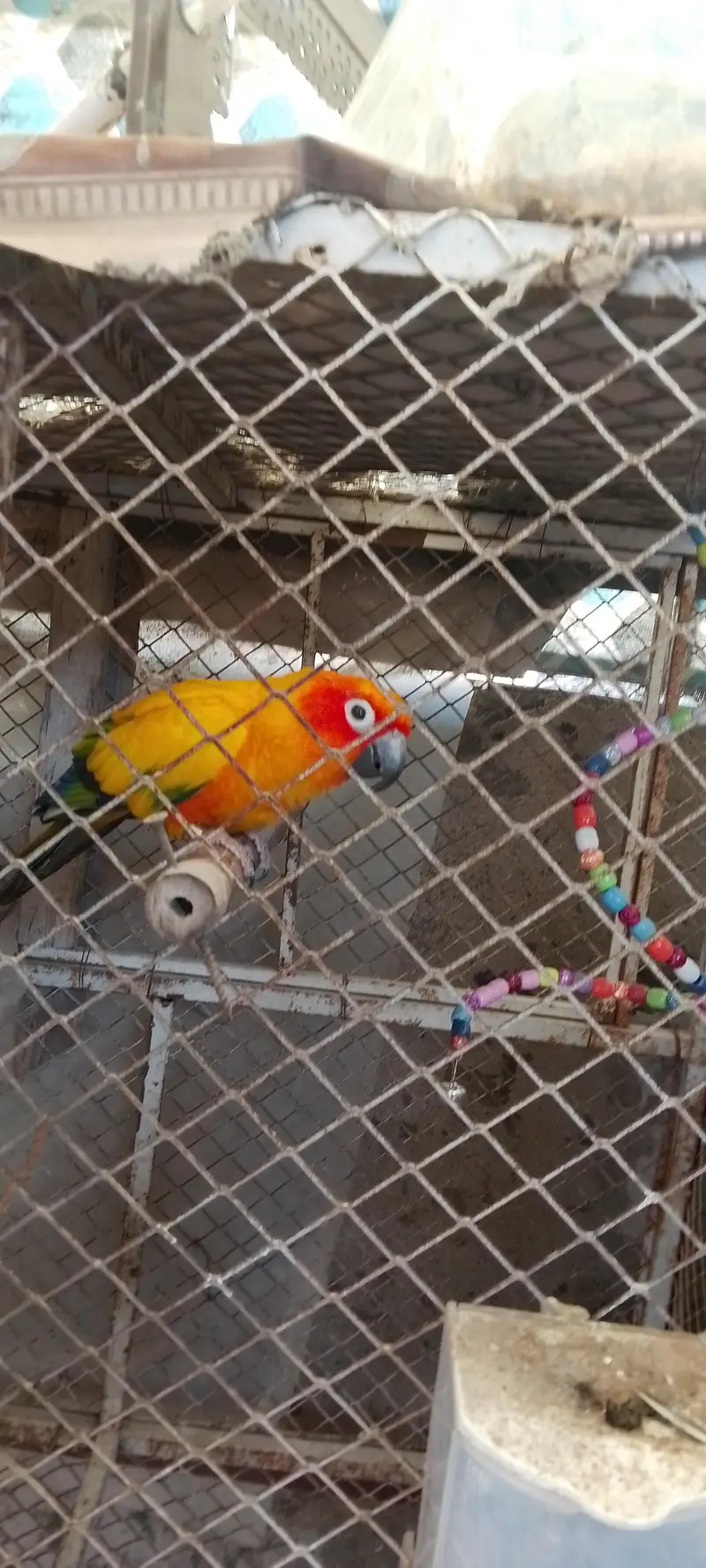 sunconure Male urgent sale female died — photo 3