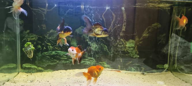 oranda goldfish for sale A+ grade