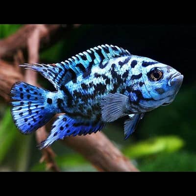 Jack Dempsey, Severum, Firemouth Cichlids