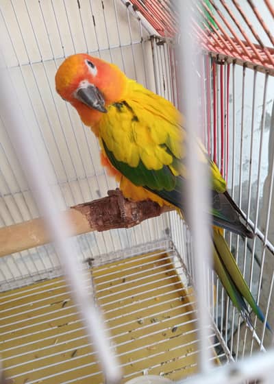 Sun conure male