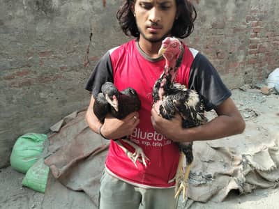 Aseel Murgay pair