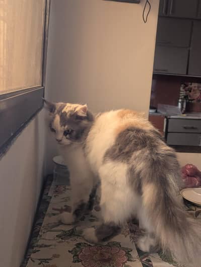 Female presian cat. Suzzi looking for a new family