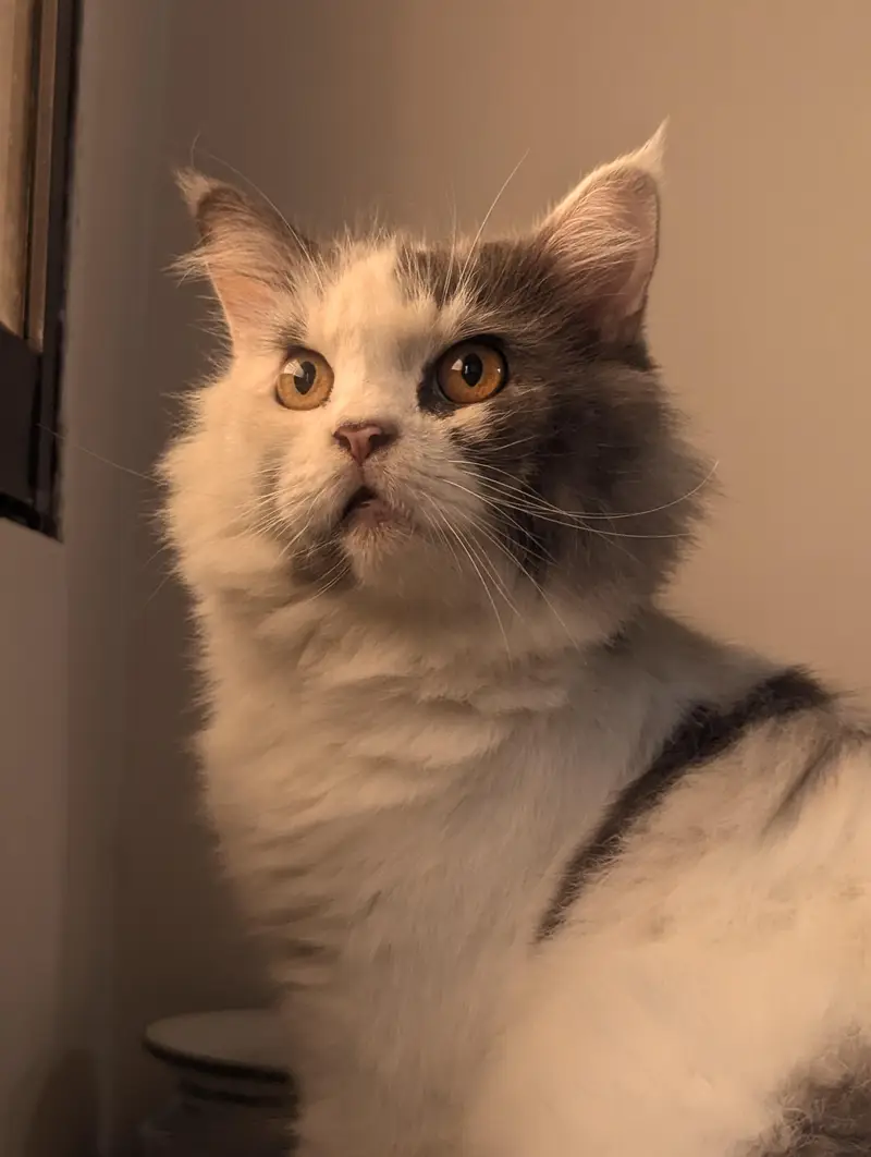 Female presian cat. Suzzi looking for a new family — photo 2