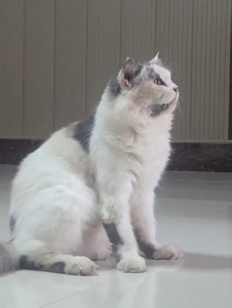 Female presian cat. Suzzi looking for a new family — photo 4