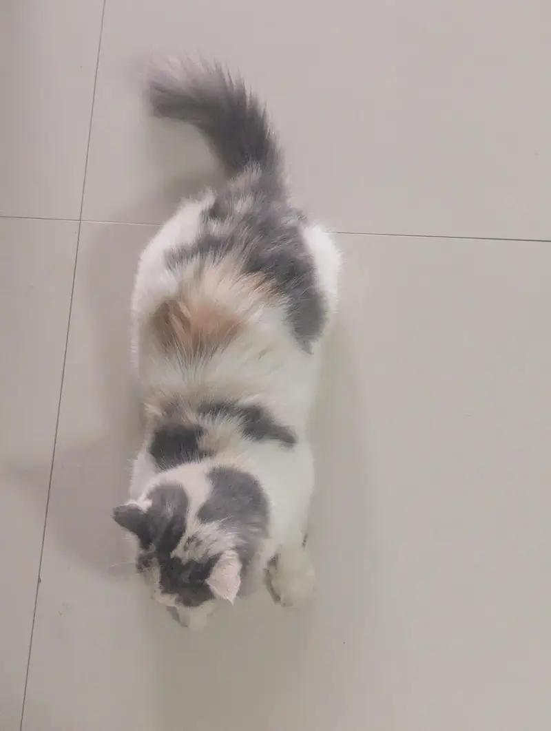 Female presian cat. Suzzi looking for a new family — photo 5