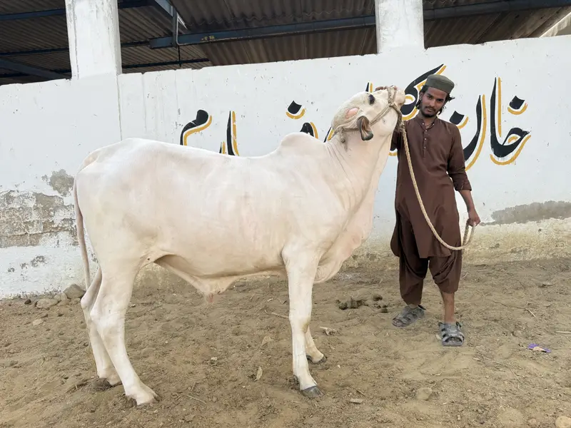 2 Daant Bull for Sale | Fresh 2 Dant | 4.5 Maan Meat Weight | Rs. 3.20 — photo 3