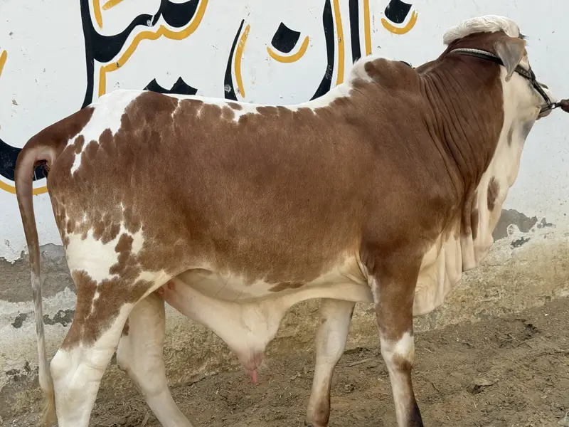 2 Daant Bull for Sale | Fresh 2 Dant | 4.5 Maan Meat Weight | Rs. 3.20 — photo 4