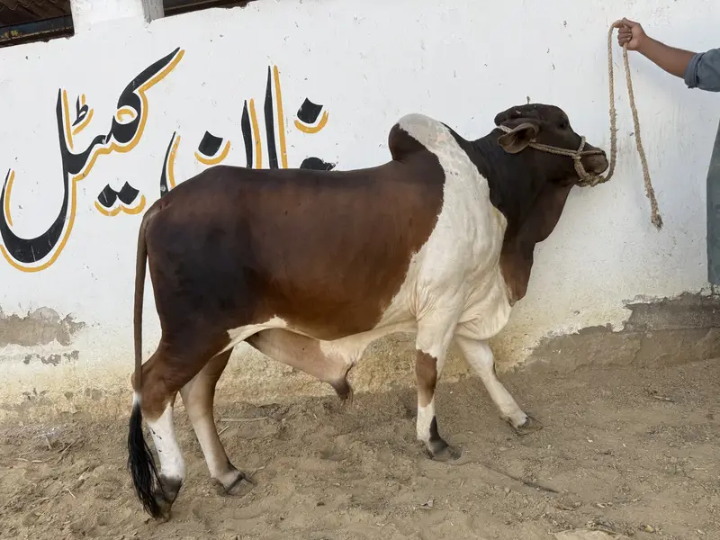 2 Daant Bull for Sale | Fresh 2 Dant | 4.5 Maan Meat Weight | Rs. 3.20 — photo 6