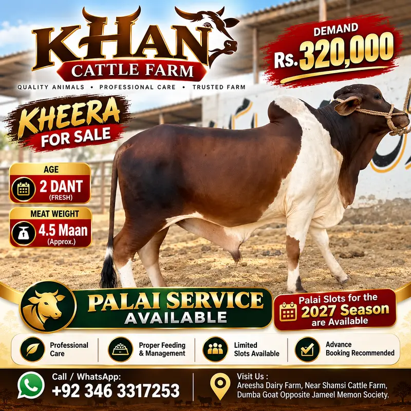 2 Daant Bull for Sale | Fresh 2 Dant | 4.5 Maan Meat Weight | Rs. 3.20 — photo 7