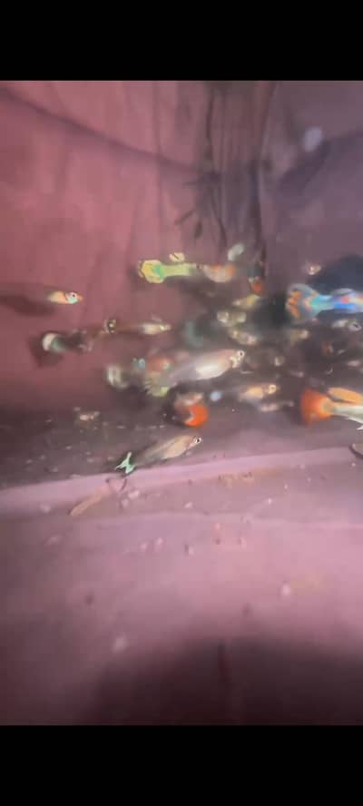 guppy fish wholesale
