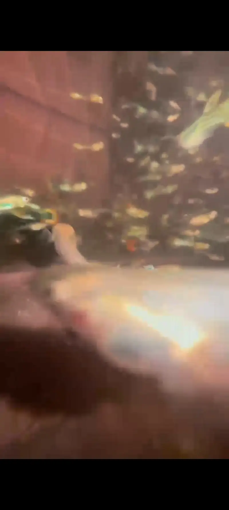 guppy fish wholesale — photo 2