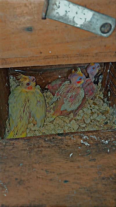 Cocktail Chicks