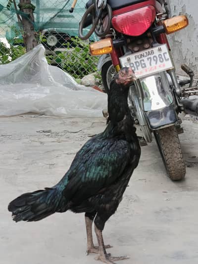 Thai Cross Hen