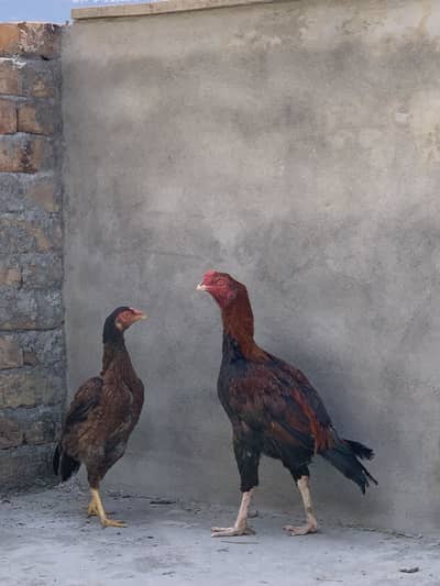 Aseel pair for sale