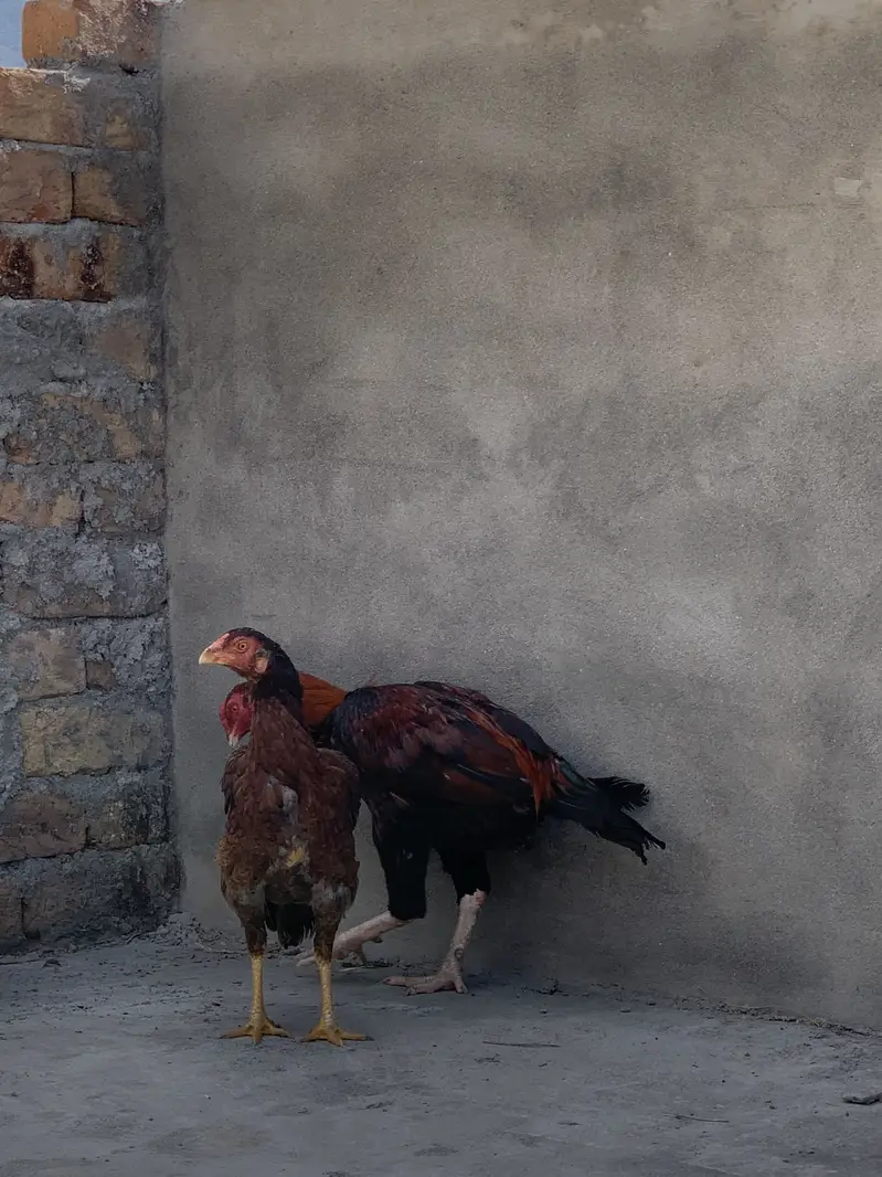 Aseel pair for sale — photo 3