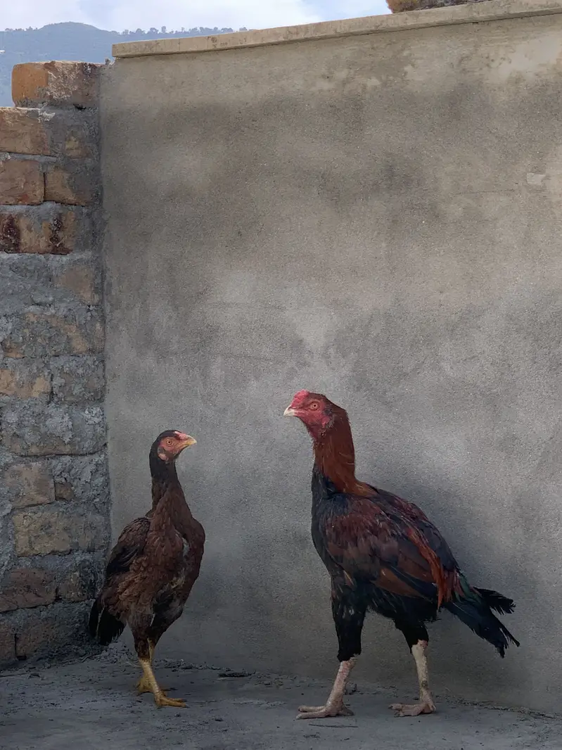 Aseel pair for sale — photo 4
