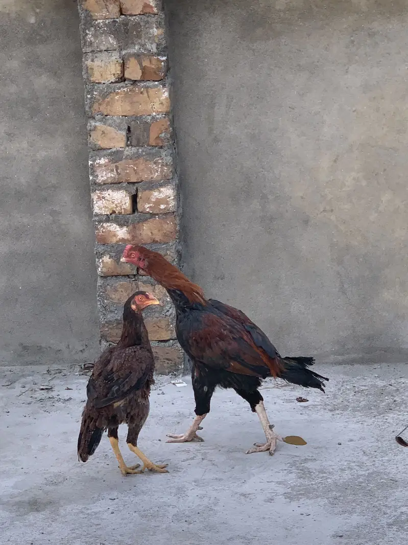 Aseel pair for sale — photo 5