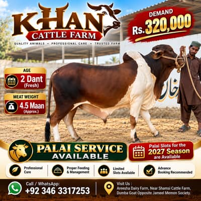 2 Daant Bull for Sale | Fresh 2 Dant | 4.5 Maan Meat Weight | Rs. 3.20