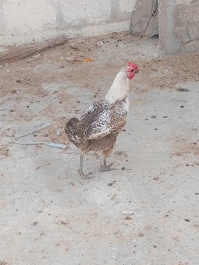 Misri murgi / anday wali murgi/murgi/hen/hens/dasi murgi/03190355873