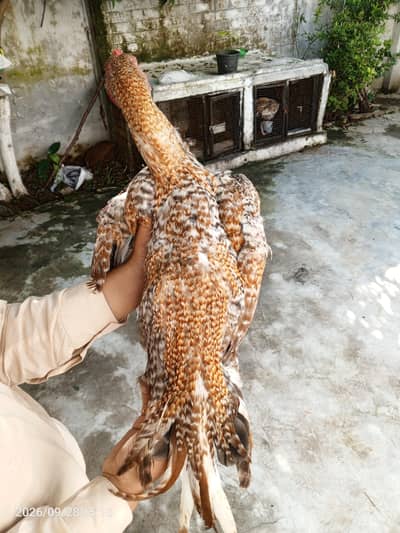 Aseel coco and heera murga parrot beak cross