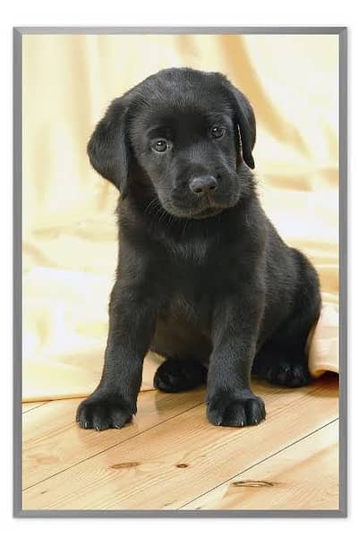 High quality dog puppy imported blade line