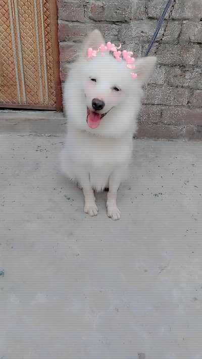 urgent sale