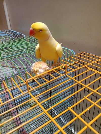 yellow paroot bellow paroot And ringneck . . . Available? contact. .