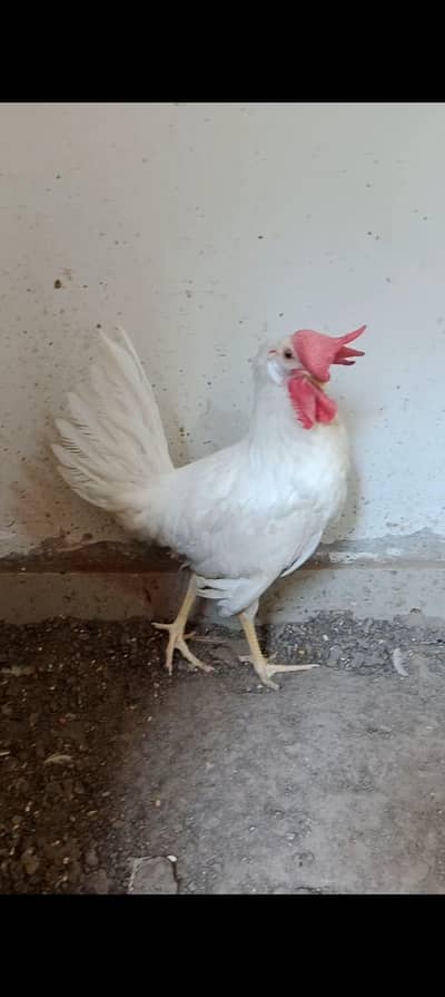 breeder male